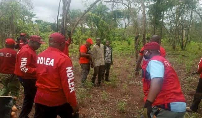 NDLEA raids Edo forest