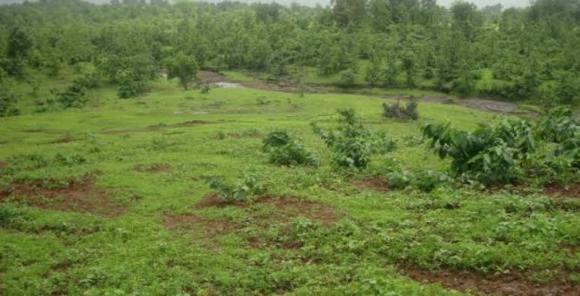 10 costly mistakes to avoid when buying a land in Nigeria By DENNIS ISONG 1 land picture