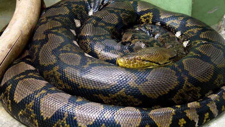 Giant python swallows 45-year old woman in her farm: 1 Python swallow woman