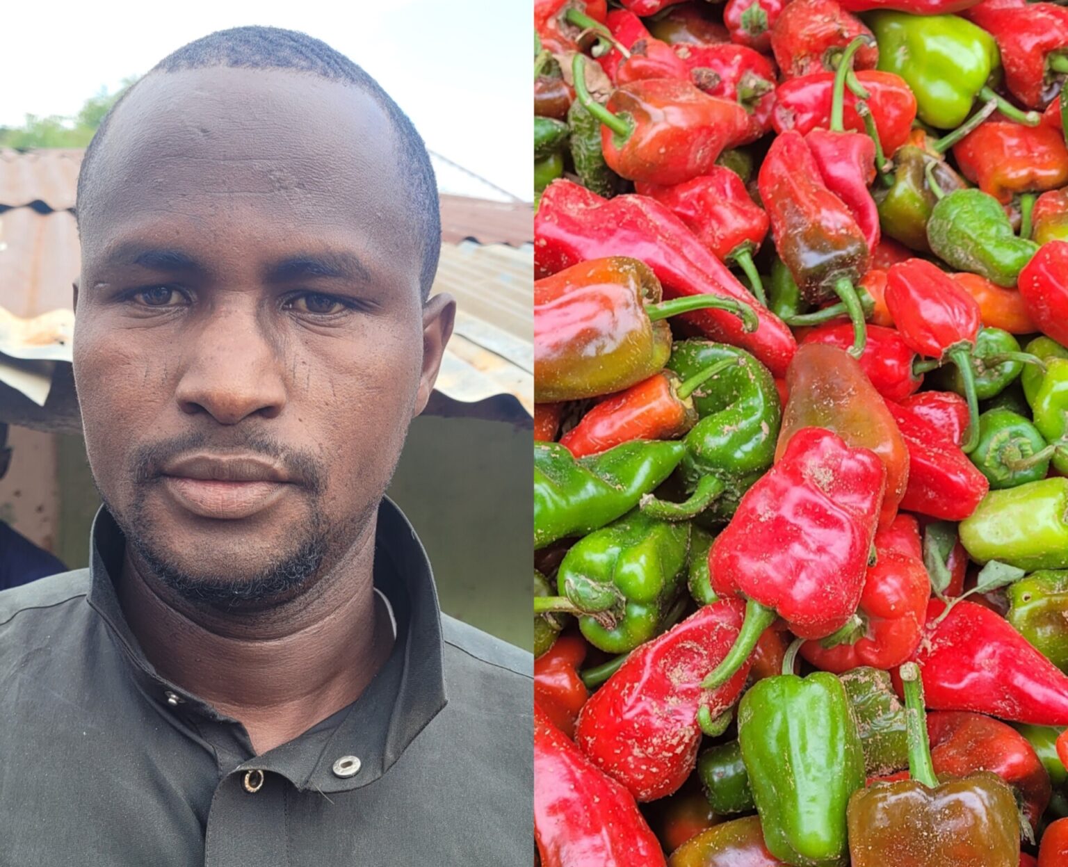 Mr Saleh Maikudi, tomato and pepper farmer from Bula community, Gombe State