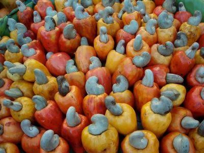 Cashew industry capable of injecting $3.7 bn to Nigerian economy – Association 1 images 12 2025 01 21T061856.492