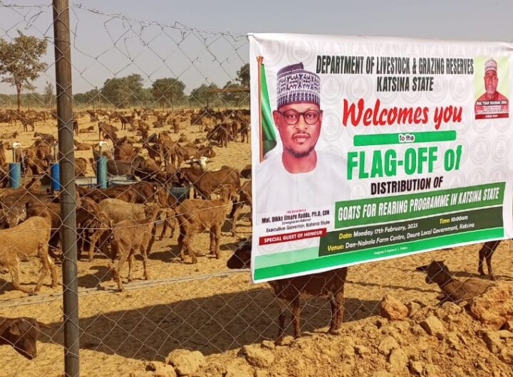 Katsina Govt. spends N5.7bn to support 3,610 women in goat rearing 3 Katsina Goat rearing