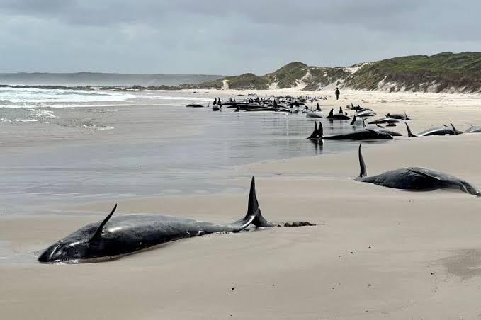 Over 150 false killer whales stranded on Australian beach 1 Whales stranded