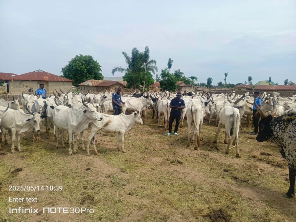 Kaduna police arrest suspected cattle rustlers, recover 273 cows linked to notorious bandits 1 Cattle rustling