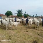 Cattle rustling