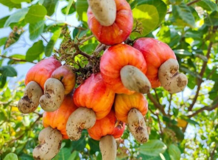 Cashew boom: Imo records $8.6m export earnings in 2024 – NEPC 5 Cashew nuts