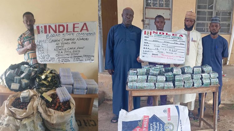 NDLEA destroys 28,000kg skunk in Edo forest; recovers 722,875 pills of opioids in Borno, Gombe, Taraba raids 2 Arrested drug suspect