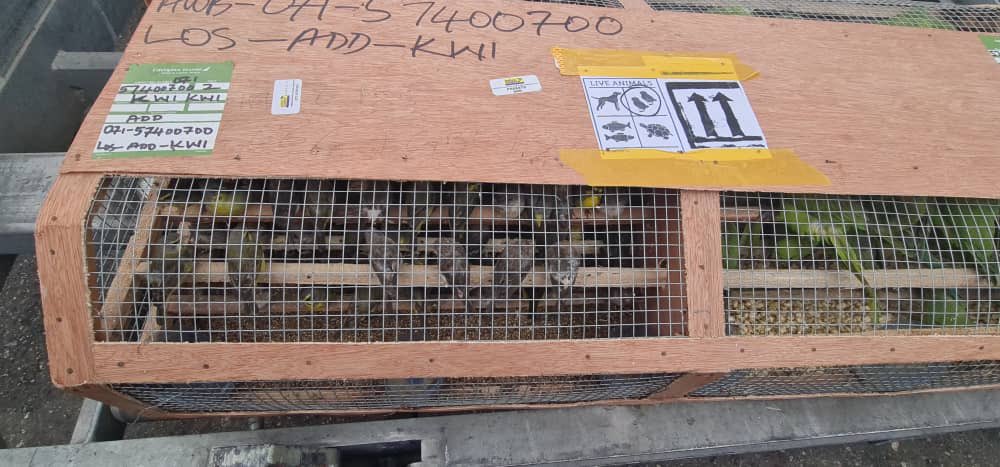 Customs foils illegal export of over 1,600 birds at Lagos airport 1 Customs foils illegal export of over 1,600 birds at Lagos airport