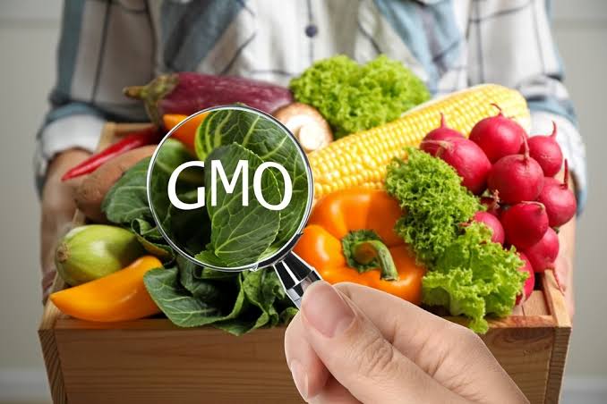 "We can't poison our own people" – FG defends GMOs, assures Nigerians of safety, food security boost 1 FG defends GMOs, assures Nigerians of safety, food security boost