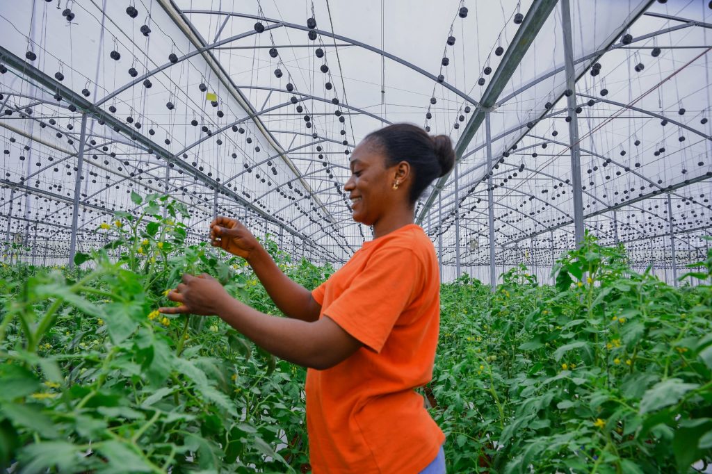 Taraba’s Green House revolution: Green pepper, cucumber set to dominate markets 1 Taraba’s Green House revolution: Green pepper, cucumber set to dominate markets