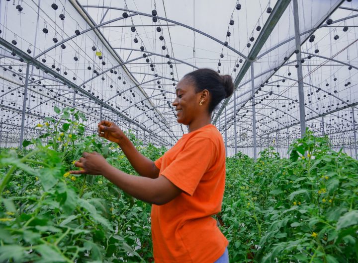 Taraba’s Green House revolution: Green pepper, cucumber set to dominate markets