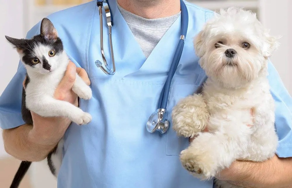 Veterinary Care Solutions for Compassionate Pet Treatment 1 puppy kitten