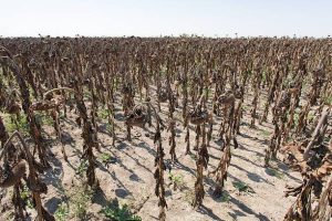 Nigeria faces looming food crisis as expert warns rising drought could devastate agriculture
