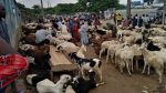 Muslims lament over soaring prices of ram ahead of 2026 Eid-el-Kabir 20 Muslims lament over soaring prices of ram ahead of 2026 Eid-el-Kabir