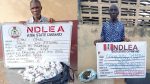 NDLEA arrests 83-year old, 78-year old grandpas for drug trafficking in Abia, Ekiti