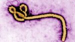 Nigeria inaugurates Task Force on Ebola preparedness; targets zero Ebola case 13 Ebola virus 1