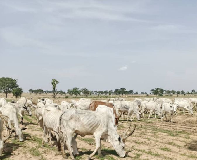 Kaduna police foil bandit attacks, rescue captives, recover 245 stolen cattle 1 Kaduna police foil bandit attacks, rescue captives, recover 245 stolen cattle