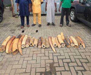 Customs leads joint operation against wildlife crime, seizes 22 elephant tusks, nabs 4 suspects 2 Customs leads joint operation against wildlife crime, seizes 22 elephant tusks, nabs 4 suspects