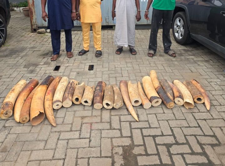 Customs leads joint operation against wildlife crime, seizes 22 elephant tusks, nabs 4 suspects 13 Customs leads joint operation against wildlife crime, seizes 22 elephant tusks, nabs 4 suspects