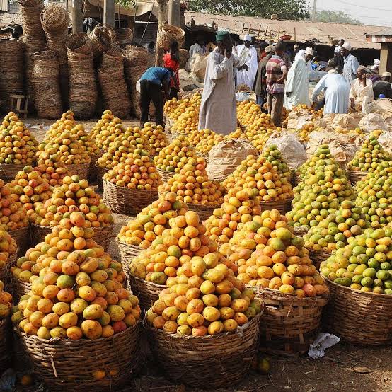 BIPC urges farmers to stop moving oranges out of Benue to boost local processing 1 BIPC urges farmers to stop moving oranges out of Benue to boost local processing