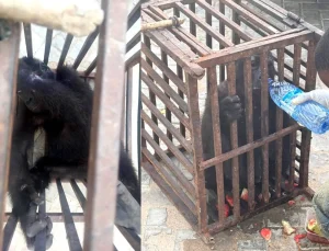 Customs rescues baby gorilla, arrest suspected wildlife trafficker in Kano 2 Customs rescues baby gorilla, arrest suspected wildlife trafficker in Kano