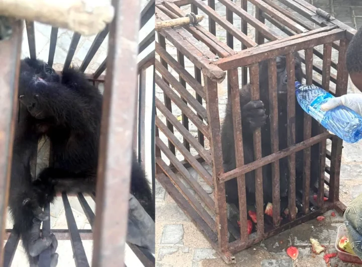 Customs rescues baby gorilla, arrests suspected wildlife trafficker in Kano 4 Customs rescues baby gorilla, arrest suspected wildlife trafficker in Kano