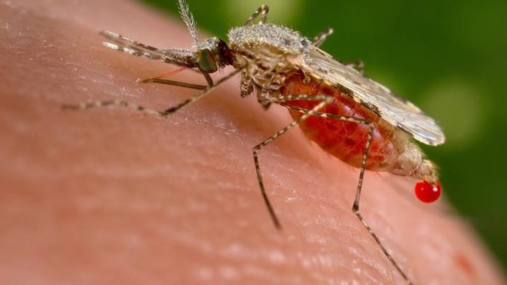 Why Mosquitoes keep biting you: 12 science-backed reasons some people attract Mosquitoes more than others 1 Why Mosquitoes keep biting you: 12 science-backed reasons some people attract Mosquitoes more than others