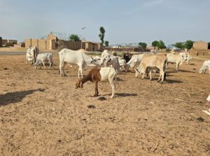 Police foil bandit attacks, recover 137 rustled cattle after gun battle in Sokoto 2 Police foil bandit attacks, recover 137 rustled cattle after gun battle in Sokoto