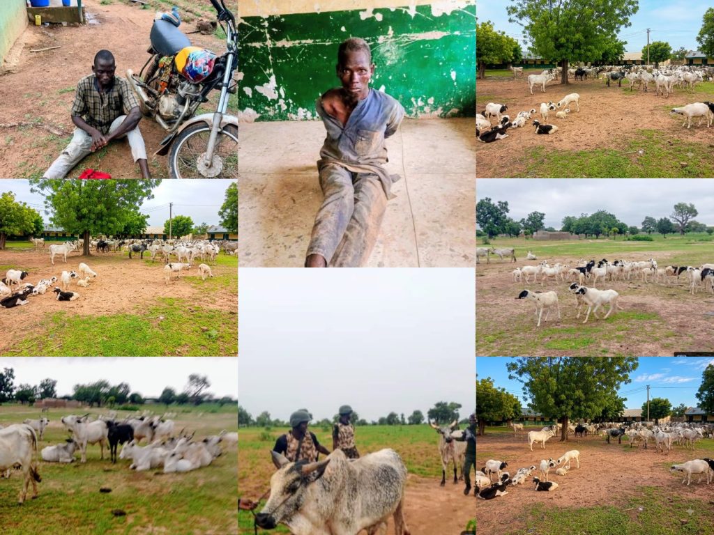 Troops foil bandits attack, recover 97 cattle, 50 sheep in Kano 1 Troops foil bandits attack, recover 97 cattle, 50 sheep in Kano