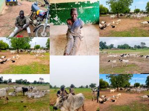 Troops foil bandits attack, recover 97 cattle, 50 sheep in Kano 2 Troops foil bandits attack, recover 97 cattle, 50 sheep in Kano