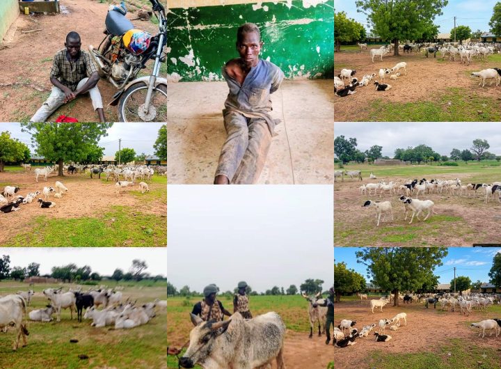 Troops foil bandits attack, recover 97 cattle, 50 sheep in Kano 1 Troops foil bandits attack, recover 97 cattle, 50 sheep in Kano